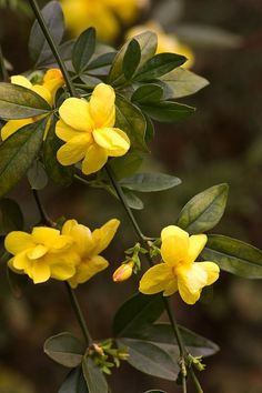 yellow flowers with green leaves in the background