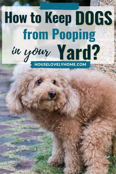 a brown poodle standing next to a tree with the words how to keep dogs from pooping in your yard?