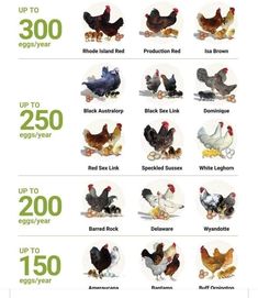 an image of chickens and roosters for the price of their eggs in each egg year