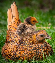 two baby chickens are sitting in the grass