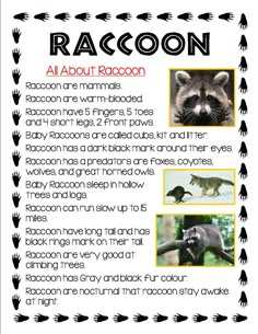 the raccoon is an animal that can be found in many different habitats