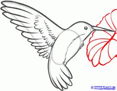 how to draw a hummingbird with easy steps