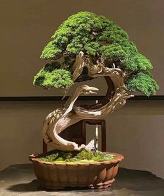 a bonsai tree in a potted planter on a table with a wall behind it