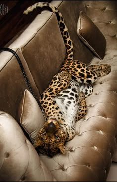 a large leopard laying on top of a couch