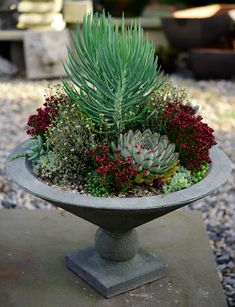 a potted plant with succulents and other plants in it