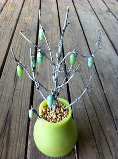 a potted plant with green leaves and nuts in it sitting on a wooden deck