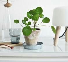 a potted plant sitting on top of a table next to glasses and a lamp