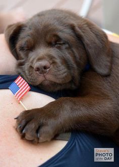 a brown dog laying on top of a woman's stomach with an american flag pin in its mouth