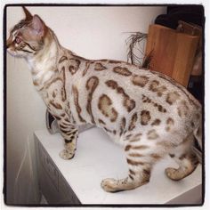 a cat standing on top of a white counter