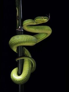 a green snake on a pole in the dark