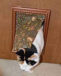 a black and white cat is hiding behind a door with its head in the corner