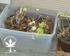 two plastic containers filled with plants sitting on top of a floor next to a window