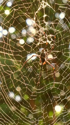 a spider sits on its web in the sun