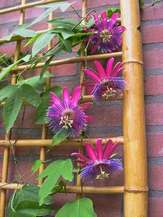 purple flowers growing on the side of a brick wall next to a bamboo trellis