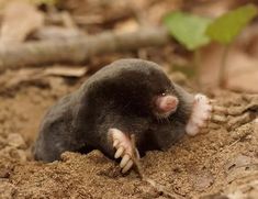 a small black animal sitting on top of dirt covered ground next to a green leaf