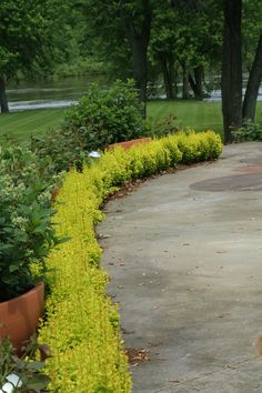 a fire hydrant sitting in the middle of a garden