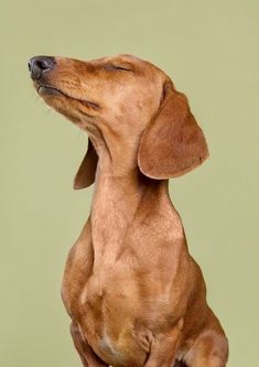 a brown dachshund dog sitting on top of a wooden table next to a green wall