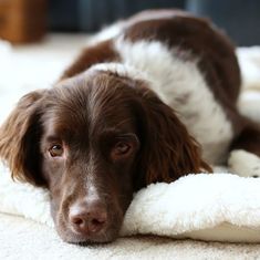 a brown dog laying on top of a white blanket