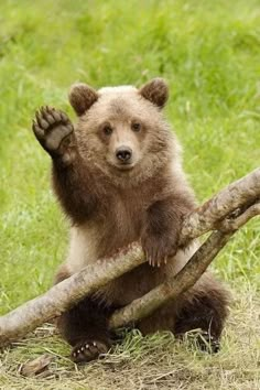 a brown bear is holding on to a tree branch in the grass with its paw up