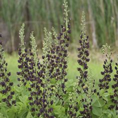 purple flowers are blooming in the field