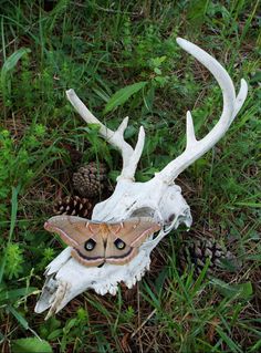 an animal skull with a moth on it's head in the grass next to pine cones