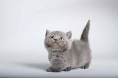 a small gray kitten looking up at the camera