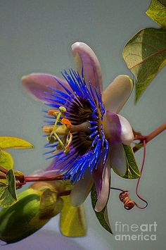 a purple flower with green leaves on it