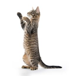 a cat standing on its hind legs and reaching up to catch something with it's paw