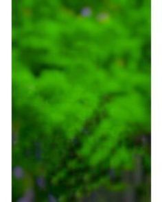 blurry image of green trees in the woods