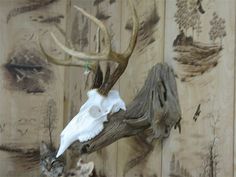 a deer's head mounted to the side of a wooden wall with antlers on it