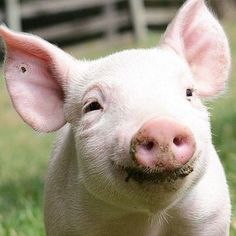 a small pig standing on top of a lush green field