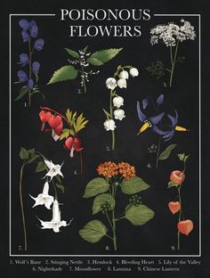 an image of various flowers and leaves on a black background with the words, poisonous flowers