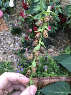 I had no idea snapdragon seed pods looked like shrunken fish heads  So freaky Snapdragon Seed Pods, Fall Reference, Nature Reference, Beginners Landscaping, Pod House, Vegetable Garden For Beginners, Indoor Herb Garden, Plant Identification, Plant Aesthetic