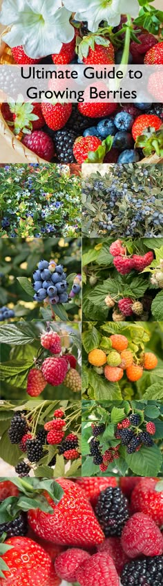 the ultimate guide to growing and eating berries