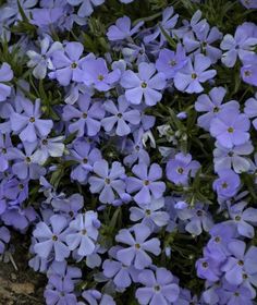 small blue flowers growing in the dirt