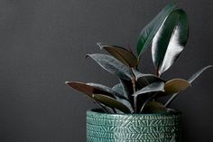 a potted plant with green leaves on a table next to a gray wall in a room