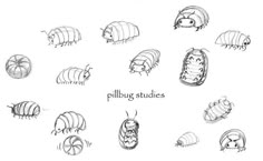 404 Pillbug Drawing, Roly Poly Drawing, Pill Bug Drawing, Bugs To Draw, Isopod Drawing, Cute Bug Drawing, Bug Doodles, Sketchbook Ideas Doodles, Ideas For Your Sketchbook