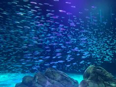 a large aquarium filled with lots of fish swimming over rocks and under the ocean floor