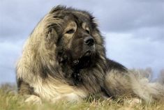 a large fluffy dog laying on top of a grass covered field