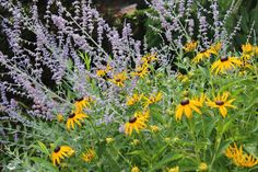 some yellow and purple flowers in the grass