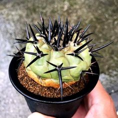 a hand holding a small potted plant with spikes on it