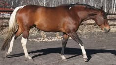 a brown horse standing on top of a dirt field