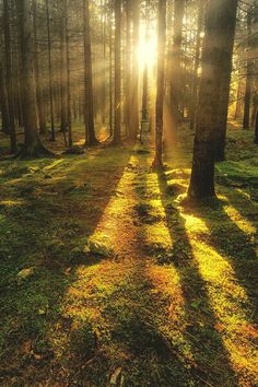 the sun shines through the trees and grass in a forest with long shadows on the ground