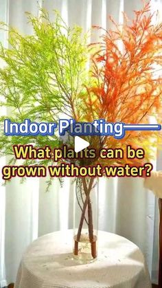 an indoor planter is sitting on top of a table with the caption, what plants can be grown without water?