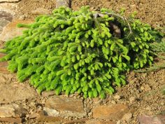 a green plant is growing out of the ground