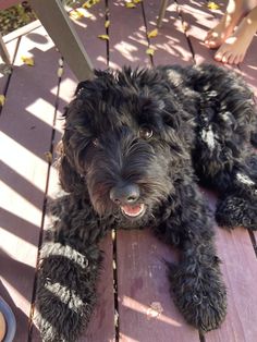 a black dog laying on top of a wooden deck