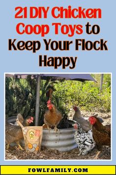 chickens in a bucket with the words, 21 diy chicken coop toys to keep your flock happy