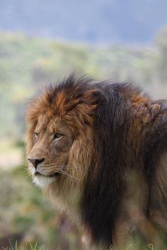 a lion standing in the grass with mountains in the background