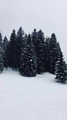 a snow covered field with lots of pine trees in the background and one lone person on skis