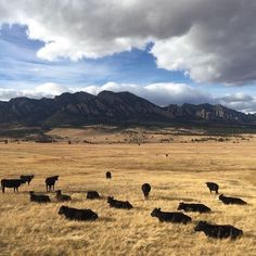 a herd of cattle standing on top of a dry grass field under a cloudy sky